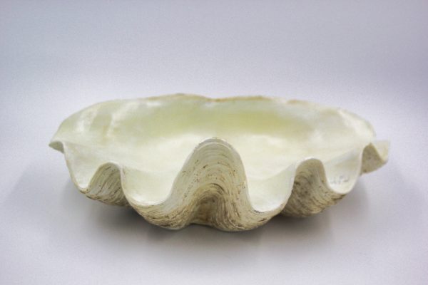 Clam Shell White - Image 3