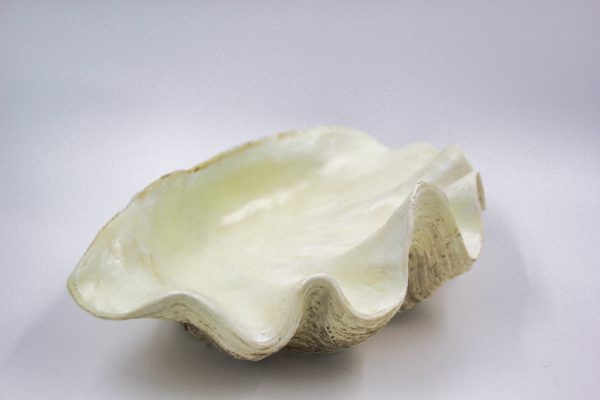 Clam Shell White - Image 2