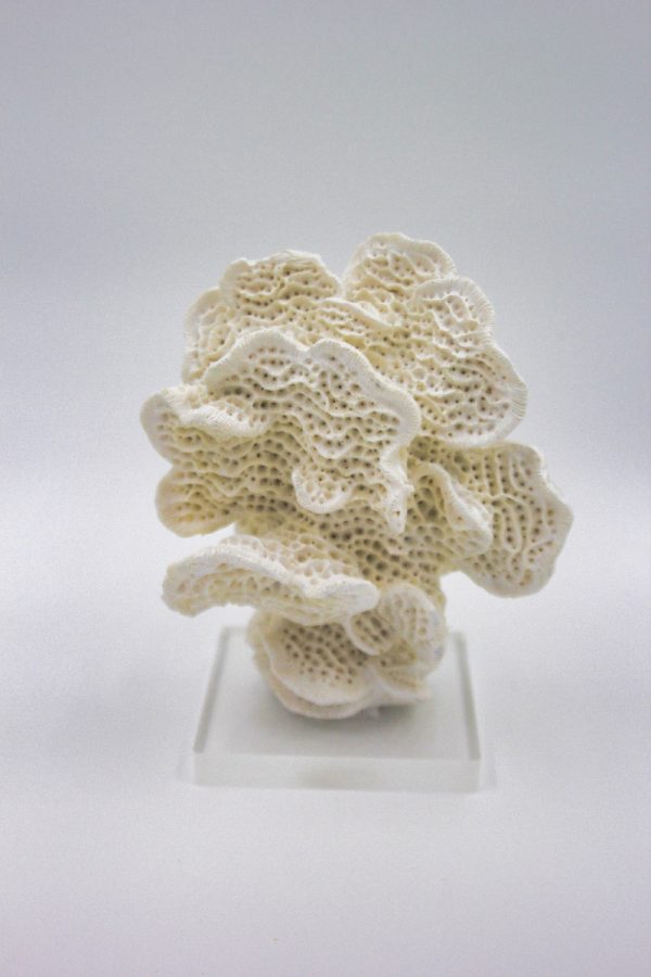 Coral Fan White - Image 2