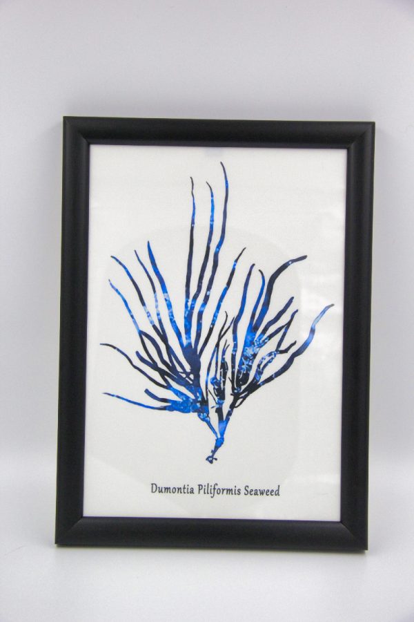 Hamptons Style Sea Art Seaweed